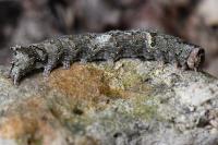 Allophyes oxyacanthae