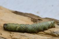 Allophyes oxyacanthae