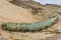 Allophyes oxyacanthae