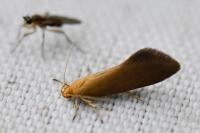 Crassa tinctella