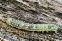 Cosmia trapezina