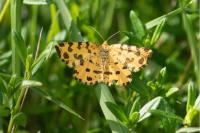 Pseudopanthera macularia