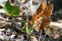Boloria euphrosyne