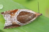 Ancylis unculana