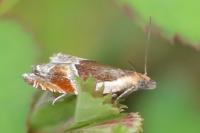 Ancylis unculana