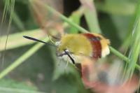 Hemaris fuciformis