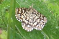 Chiasmia clathrata
