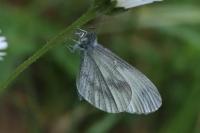Leptidea sinapis