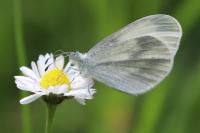 Leptidea sinapis