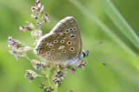 Lysandra bellargus