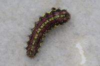 Aglaope infausta