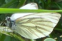 Pieris napi