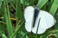 Pieris napi