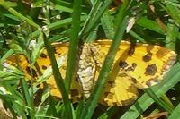 Pseudopanthera macularia