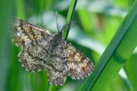 Ematurga atomaria