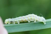 Cosmia trapezina
