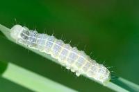 Cosmia trapezina