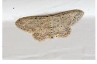 Idaea seriata