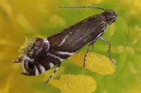 Glyphipterix simpliciella