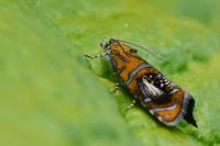 Olethreutes arcuella