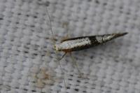 Argyresthia spinosella