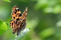Araschnia levana
