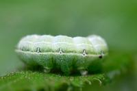 Cosmia affinis