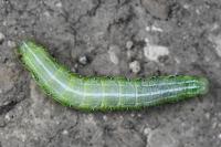 Cosmia affinis