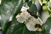 Ligdia adustata