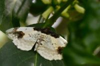 Ligdia adustata