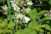 Pieris rapae