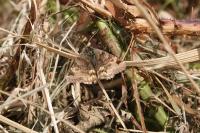 Euclidia glyphica