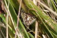 Pyrgus malvae