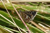 Pyrgus malvae