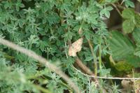 Ematurga atomaria