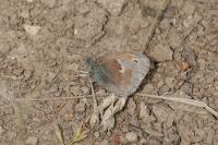 Coenonympha pamphilus