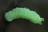 Orthosia cerasi
