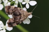 Anthophila fabriciana