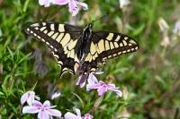 Papilio machaon