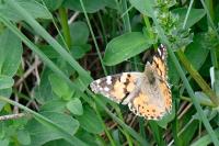 Vanessa cardui