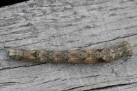 Crocallis elinguaria