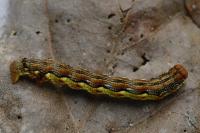 Erannis defoliaria