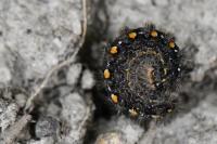Manulea complana