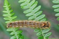 Euthrix potatoria