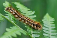 Euthrix potatoria