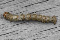 Apocheima hispidaria
