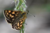 Carterocephalus palaemon