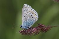 Polyommatus icarus