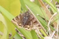 Euclidia glyphica