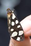 Arctia villica